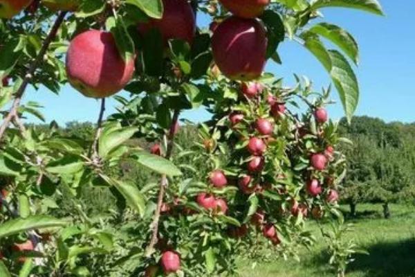 让苹果树提前结果的方法,可采取刻芽、扭梢、拉枝等措施