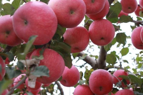 让苹果树提前结果的方法,可采取刻芽、扭梢、拉枝等措施