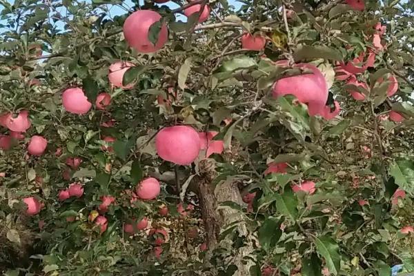 让苹果树提前结果的方法,可采取刻芽、扭梢、拉枝等措施