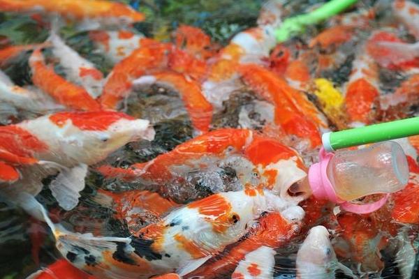 锦鲤的食物，可摄食动物性、植物性饲料与人工饲料