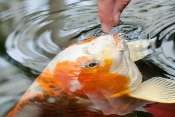 锦鲤的食物，可摄食动物性、植物性饲料与人工饲料