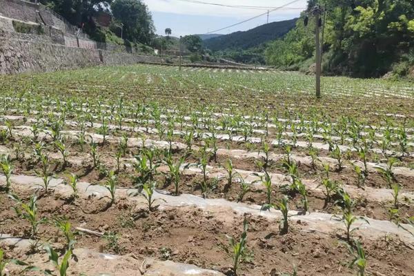 爱瑞特1243玉米种子特征特性,中抗弯孢叶斑病