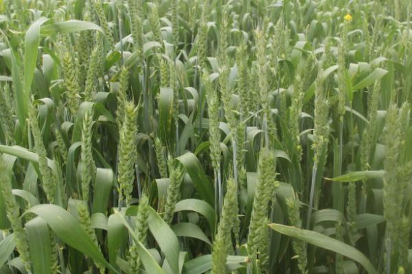 同舟6号小麦种子介绍,适宜播种期10月上中旬