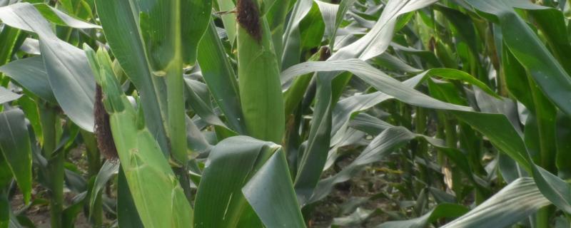 牧青198玉米品种简介