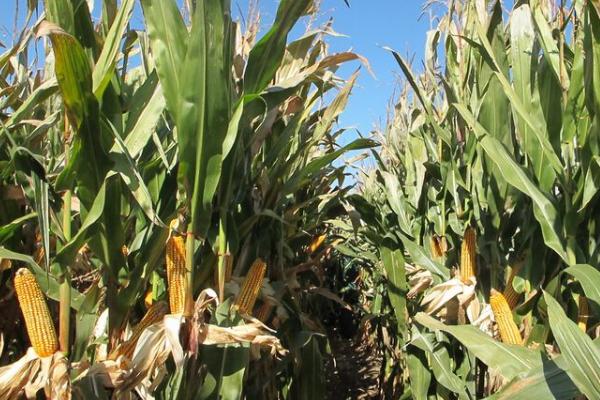 牧青198玉米品种简介,平均生育期96.8天