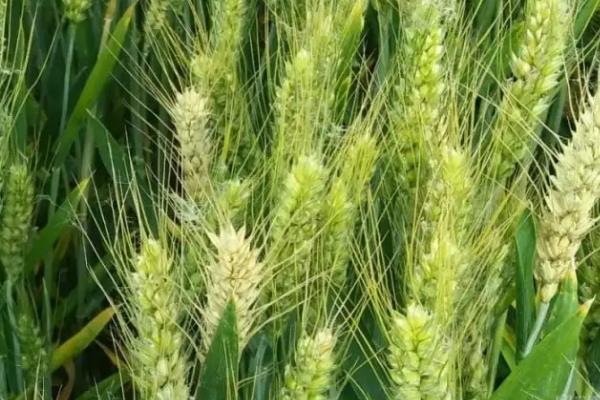 兆丰26小麦品种的特性,适宜播种期10月上中旬
