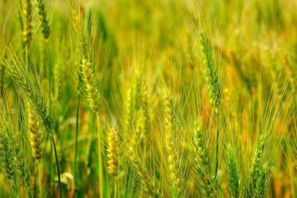 豫农911小麦品种的特性,每亩适宜基本苗18~22万