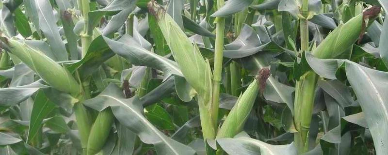 金源玉998玉米种子介绍