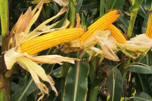 金源玉998玉米种子介绍,适宜密度4500株/亩