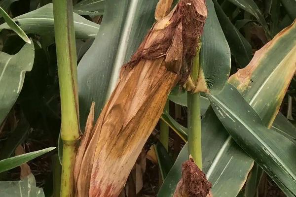 金源玉998玉米种子介绍,适宜密度4500株/亩