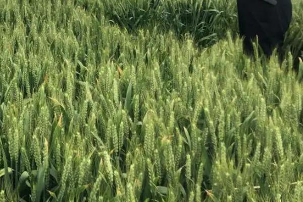 宛麦206小麦种简介，弱春性品种