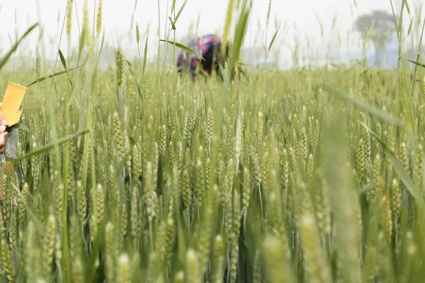 豫教8号小麦种子介绍,适宜播种期10月上中旬