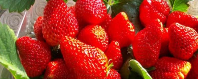 草莓的日照时长
