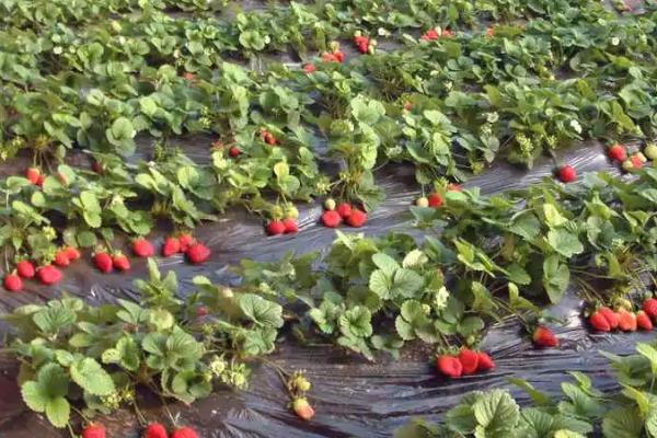 草莓的日照时长,通常要达到6小时