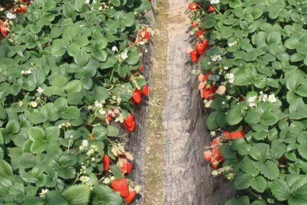 草莓的日照时长,通常要达到6小时