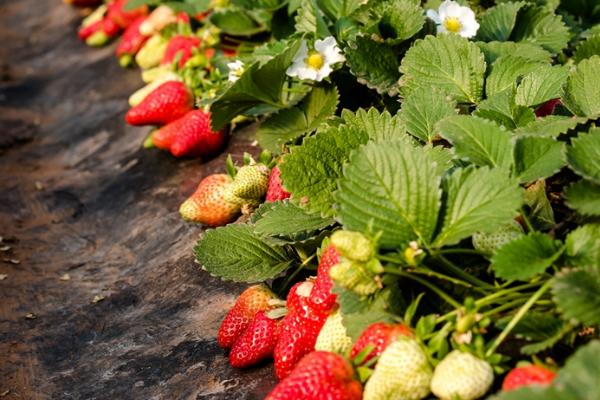 草莓的日照时长,通常要达到6小时