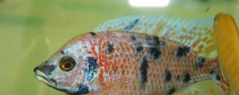 慈鲷鱼的品种有哪些