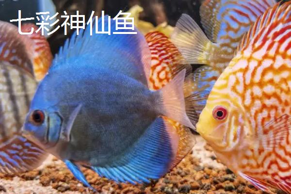 慈鲷鱼的品种有哪些,有七彩神仙鱼和花罗汉鱼