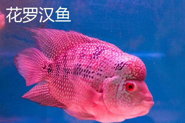 慈鲷鱼的品种有哪些,有七彩神仙鱼和花罗汉鱼