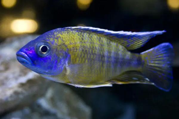 慈鲷鱼的品种有哪些,有七彩神仙鱼和花罗汉鱼