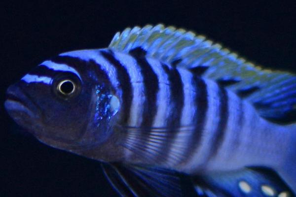 慈鲷鱼的品种有哪些,有七彩神仙鱼和花罗汉鱼