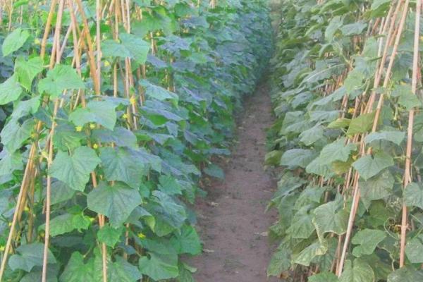 露地黄瓜的种植时间,露地早春黄瓜可在5月份种植