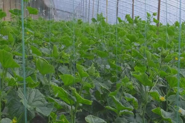 露地黄瓜的种植时间,露地早春黄瓜可在5月份种植