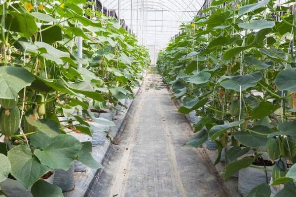 露地黄瓜的种植时间,露地早春黄瓜可在5月份种植