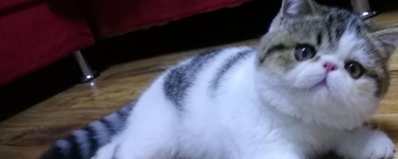 刚买的加菲猫如何喂养