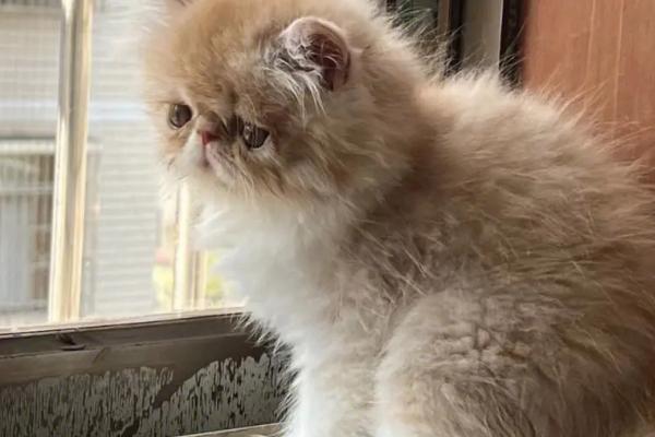 刚买的加菲猫如何喂养,首先要进行一个全面的检查