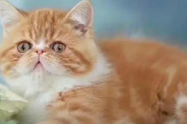 刚买的加菲猫如何喂养,首先要进行一个全面的检查