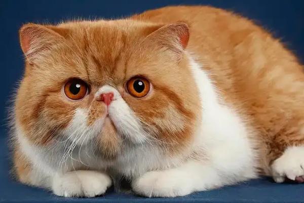 刚买的加菲猫如何喂养,首先要进行一个全面的检查