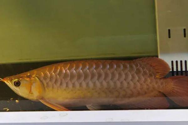 龙鱼趴缸的解决办法,可控制环境或保持安静