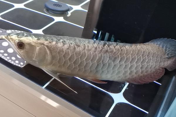 龙鱼趴缸的解决办法,可控制环境或保持安静