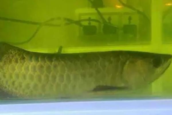 龙鱼趴缸的解决办法,可控制环境或保持安静