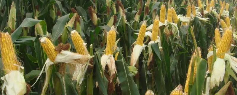 玉米不能用哪些除草剂