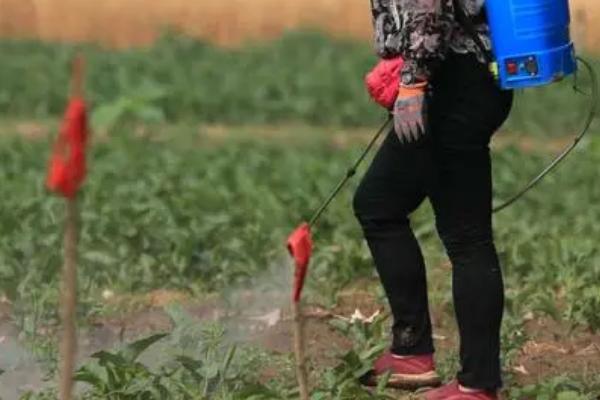 玉米不能用哪些除草剂,精喹禾灵和氯嘧磺隆均不适用