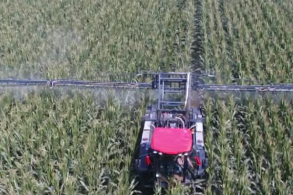玉米不能用哪些除草剂,精喹禾灵和氯嘧磺隆均不适用