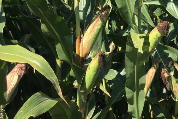 豫丰909玉米品种的特性,适宜密度4500株/亩