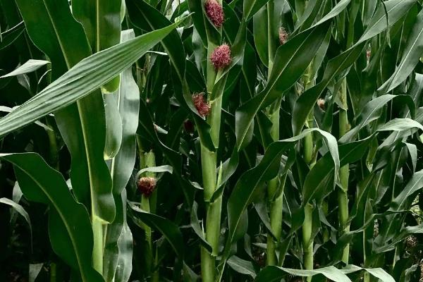 豫丰909玉米品种的特性,适宜密度4500株/亩