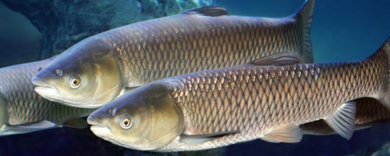 草鱼能够和虾混养的原因