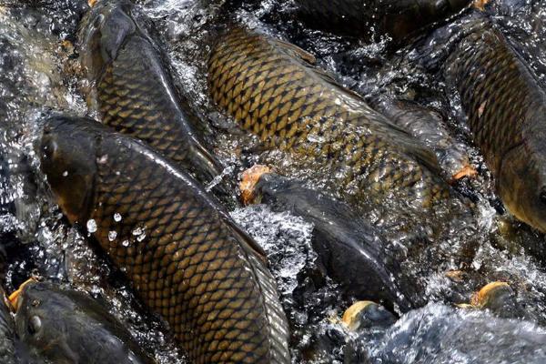 草鱼能够和虾混养的原因,会吞食即将死亡的虾类、减少疾病传播