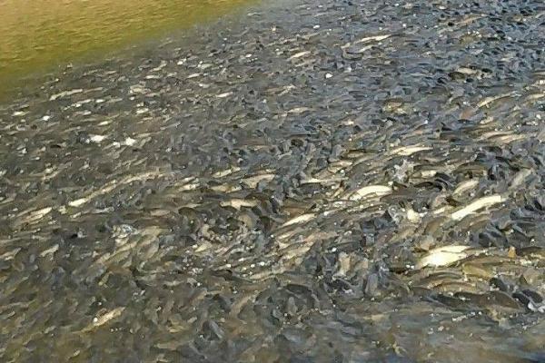 草鱼能够和虾混养的原因,会吞食即将死亡的虾类、减少疾病传播