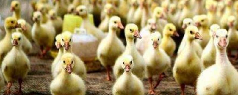 雏鹅出壳护理方法