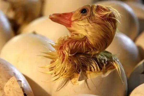 雏鹅出壳护理方法,雏鹅出壳时间要适宜