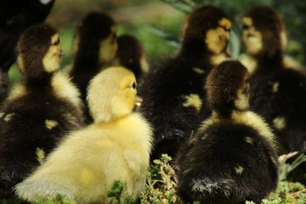 雏鹅出壳护理方法,雏鹅出壳时间要适宜