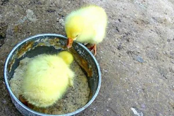 雏鹅出壳护理方法,雏鹅出壳时间要适宜