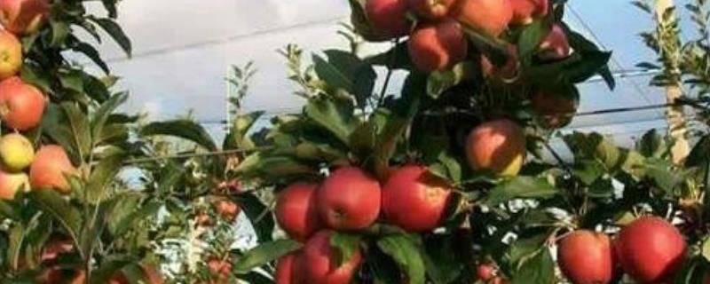 果树小叶病发生原因