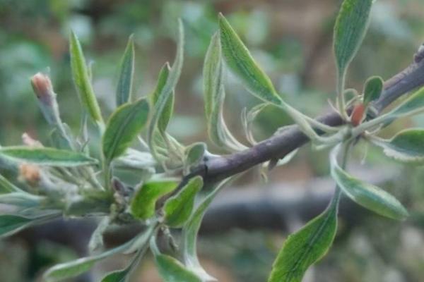 果树小叶病发生原因,主要是由于缺锌所引发