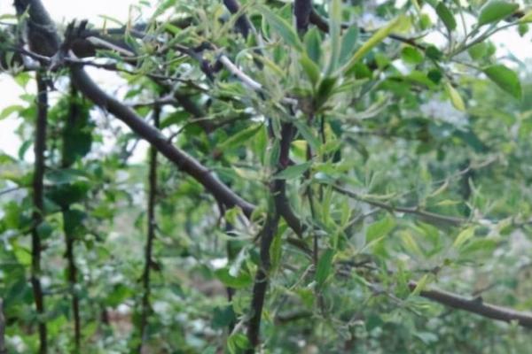 果树小叶病发生原因,主要是由于缺锌所引发